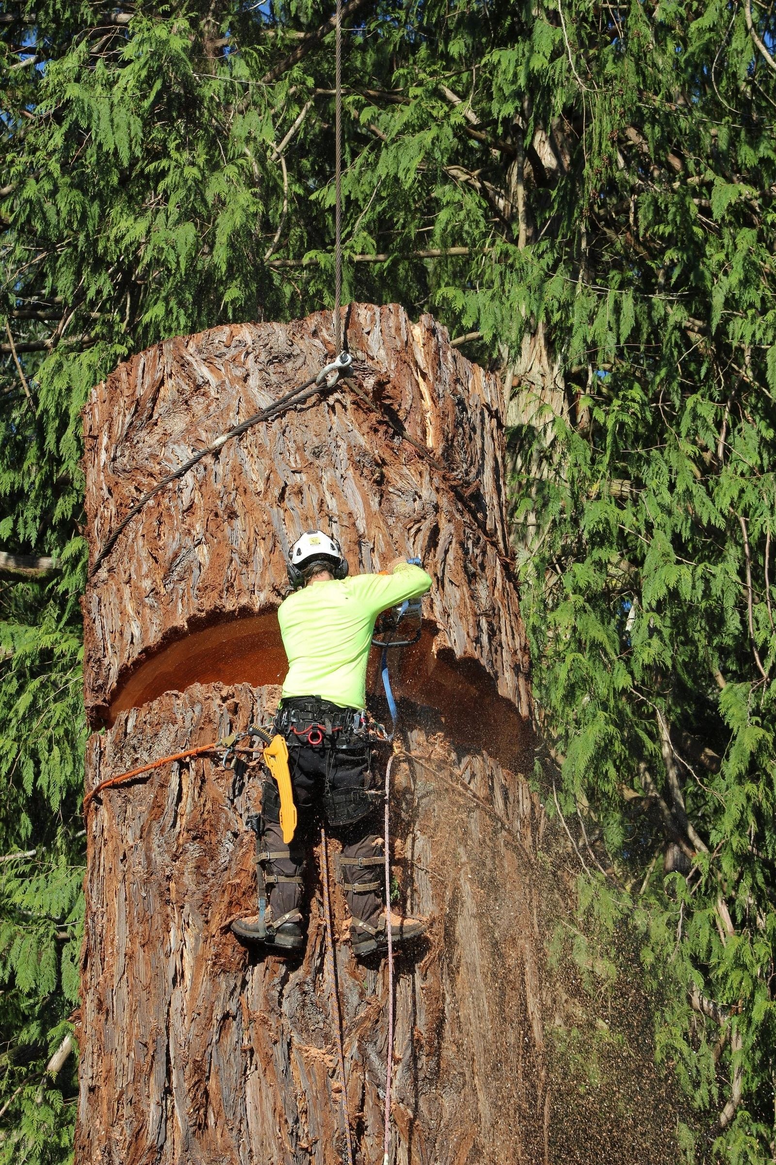 Climber from behind on a cedar, chainsaw cut, crane cable. Face not shown.